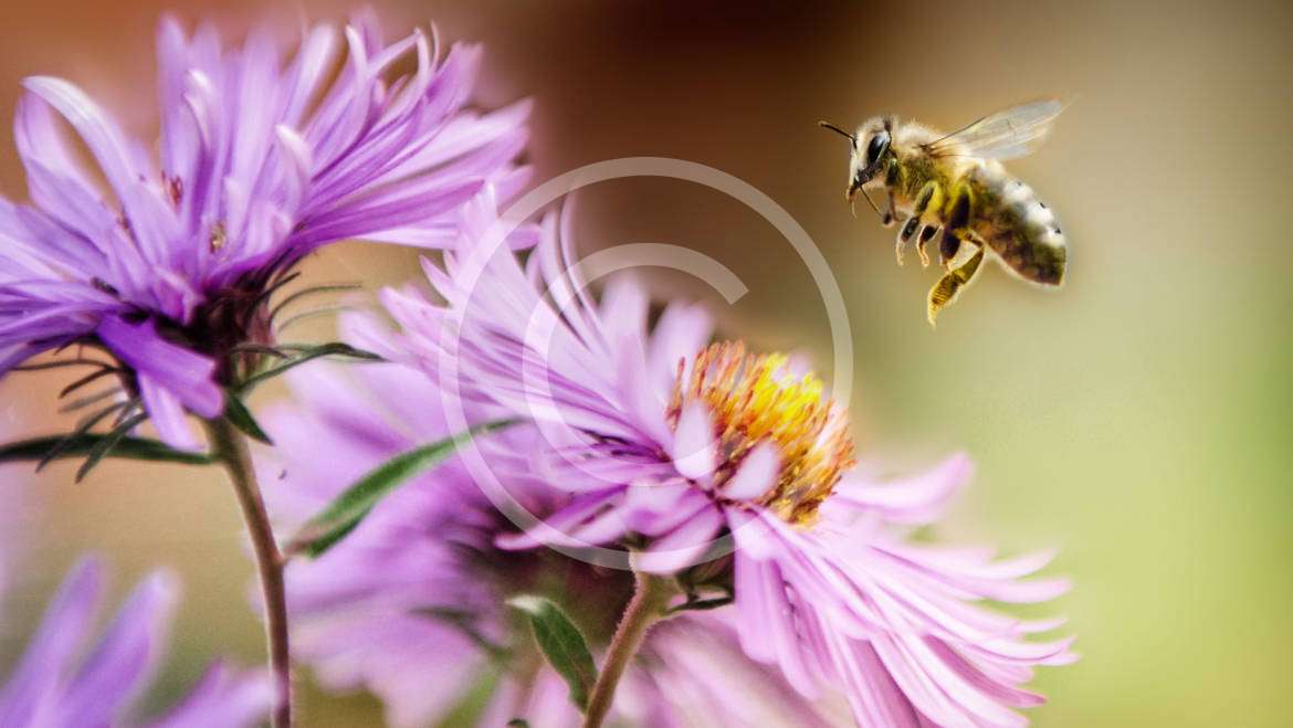 Why Every Prepper Needs a Reserve of Raw Honey