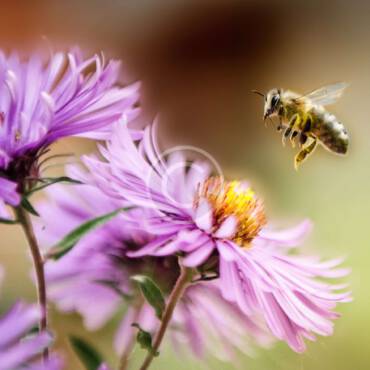 Why Every Prepper Needs a Reserve of Raw Honey