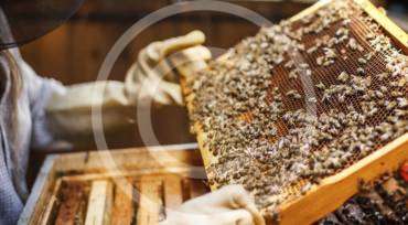 Tutorial: Beekeeping for Beginners. Breeding Bees