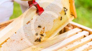 Tutorial: Beekeeping Plans, Supplies & Ideas